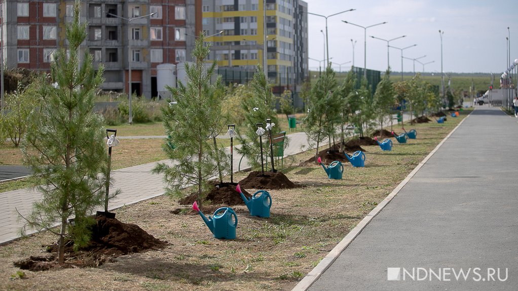 В Академическом высадили аллею сибирских кедров (ФОТО)